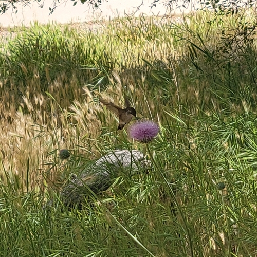 iNaturalist observation 2024-04-28