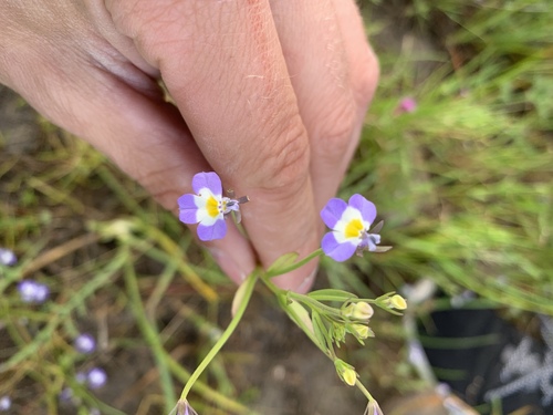 iNaturalist observation photo of Downingia ornatissima ornatissima