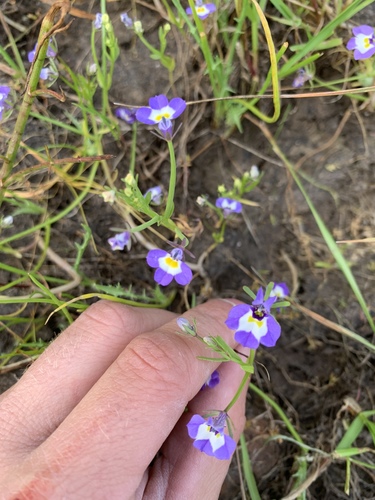 iNaturalist observation photo of Downingia bicornuta picta