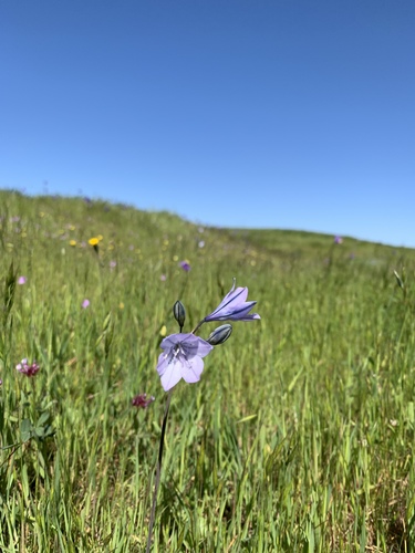iNaturalist observation photo of Ithuriel's Spear