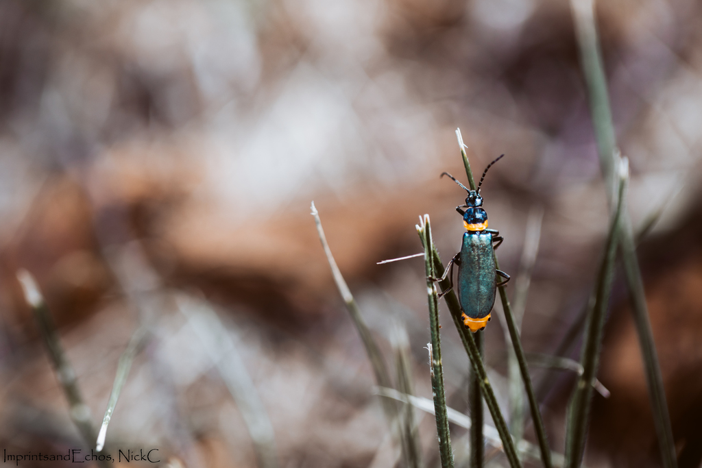 Plague Soldier Beetle from Belconnen, ACT, Australia on March 27, 2019