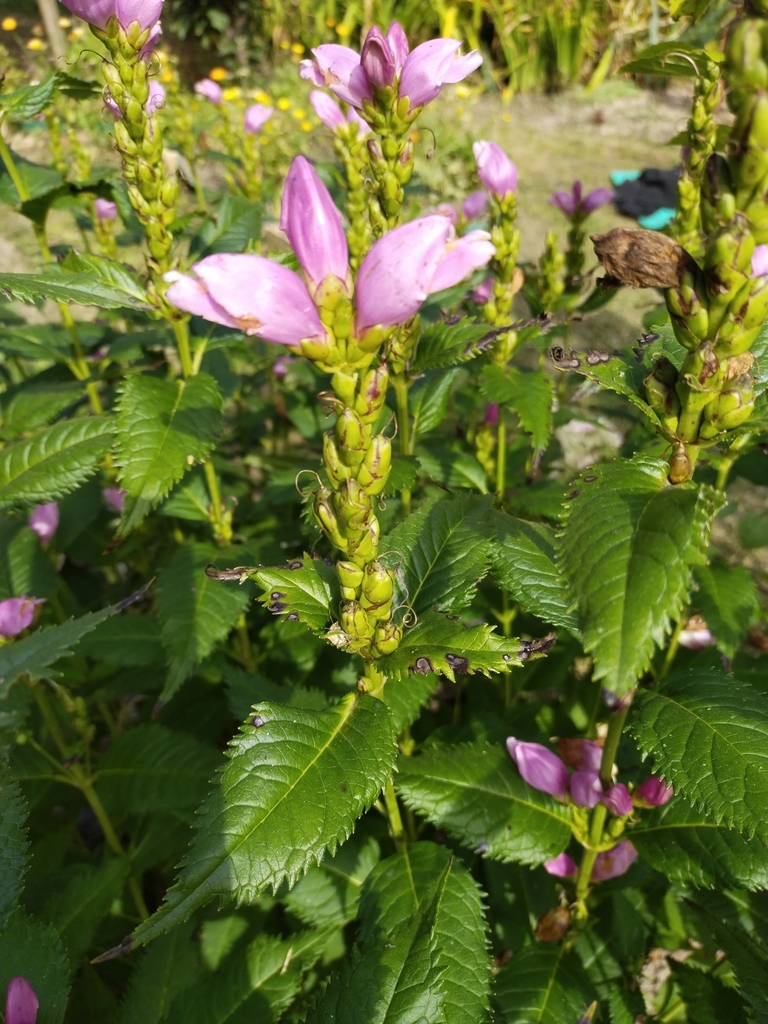 pink turtlehead from Minsk, BY-MI, BY on September 11, 2023 at 11:36 AM ...