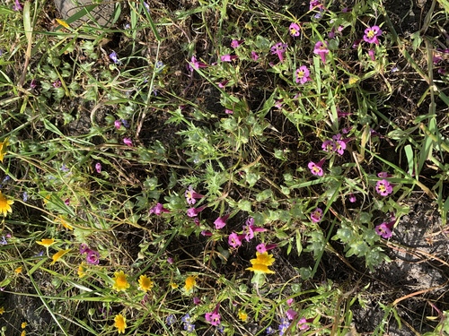 iNaturalist observation photo of tricolor monkeyflower