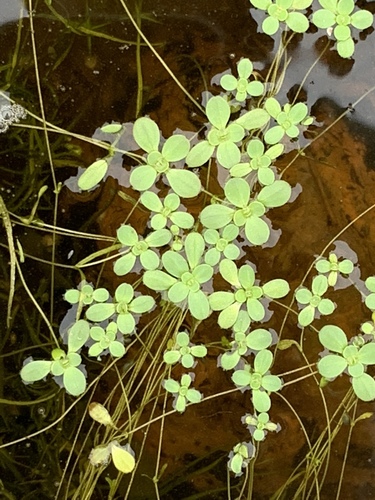 iNaturalist observation photo of Large Water-starwort