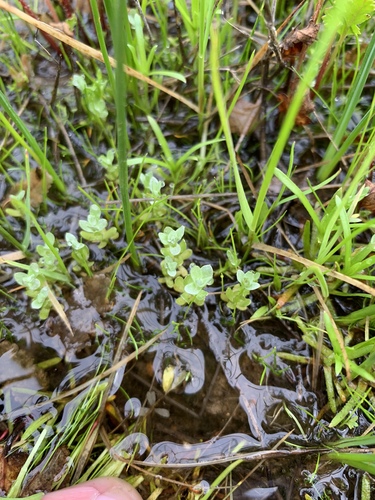 iNaturalist observation photo of round woolly-marbles