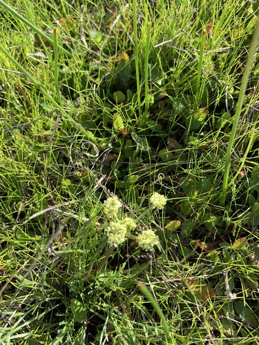 iNaturalist observation photo of Foothill desert-parsley