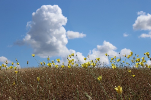 iNaturalist observation photo of Yellow Mariposa Lily