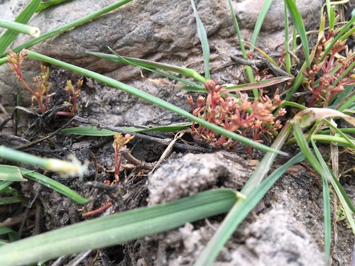 iNaturalist observation photo of Aquatic pygmyweed