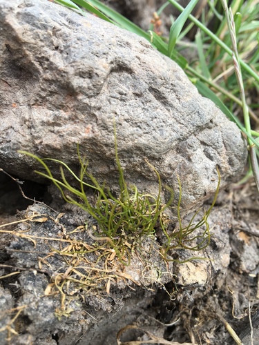 iNaturalist observation photo of American pillwort