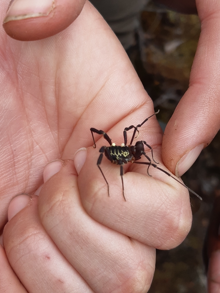 Superfamily Gonyleptoidea · iNaturalist