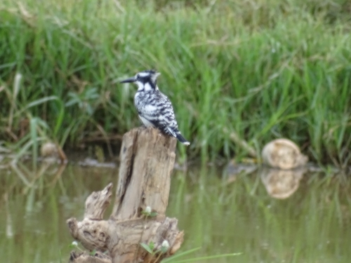 Pied Kingfisher