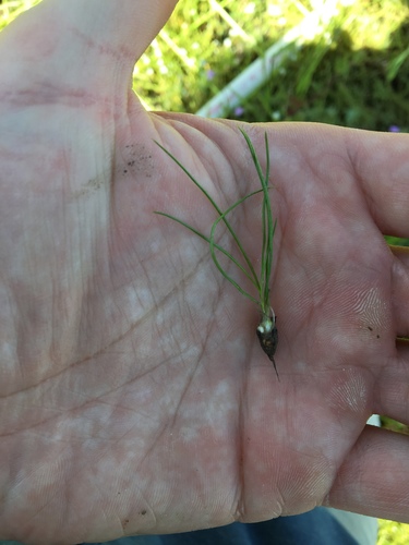 iNaturalist observation photo of Orcutt's Quillwort
