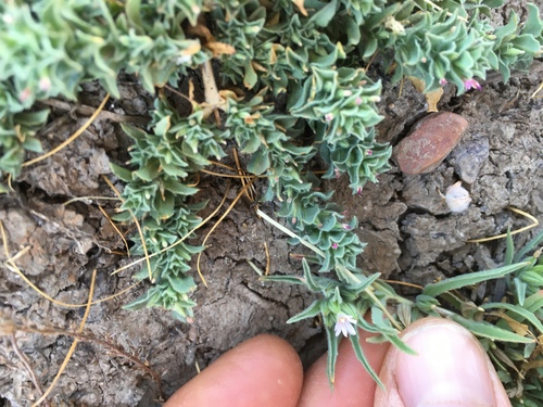 iNaturalist observation photo of Selfing Willowherb