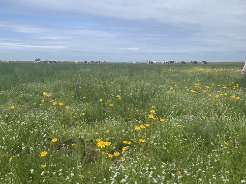 iNaturalist observation photo of Fremont's goldfields