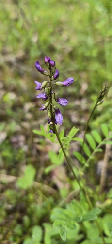 Astragalus eucosmus B.L.Rob.