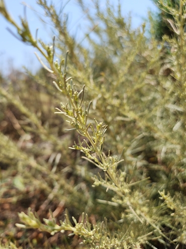 iNaturalist observation photo of California sagebrush