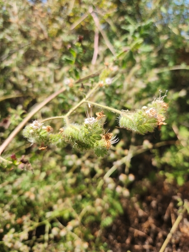 iNaturalist observation photo of branching phacelia