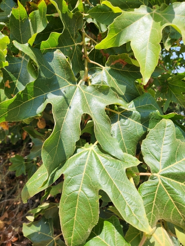 iNaturalist observation photo of western sycamore