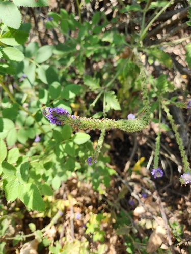 iNaturalist observation photo of western vervain