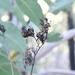 Haemodorum planifolium - Photo (c) peterzoo, todos los derechos reservados, uploaded by peterzoo