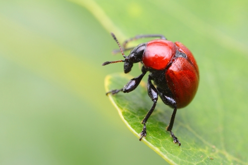 Attelabus nitens (J.A.Scopoli, 1763)