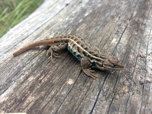 Brown’s Bunchgrass Lizard