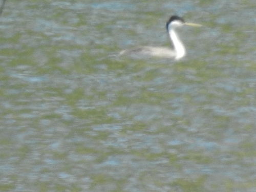 iNaturalist observation photo of Western Grebe