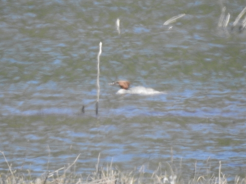 iNaturalist observation photo of Common Merganser