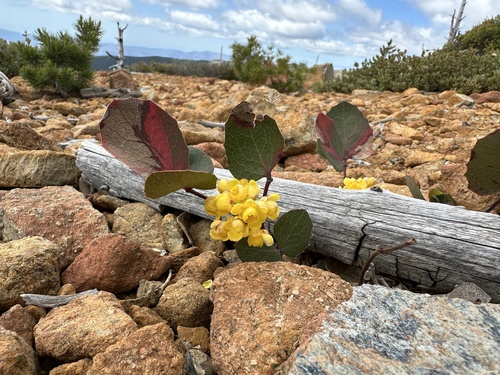 Berberis pumila