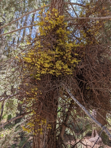 iNaturalist observation photo of fir broom rust