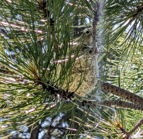 iNaturalist observation photo of Perching Birds