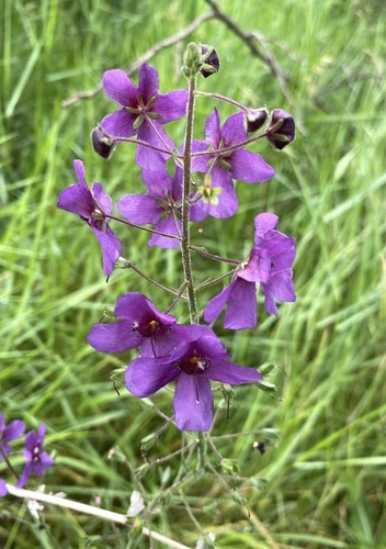 Purple Mullein