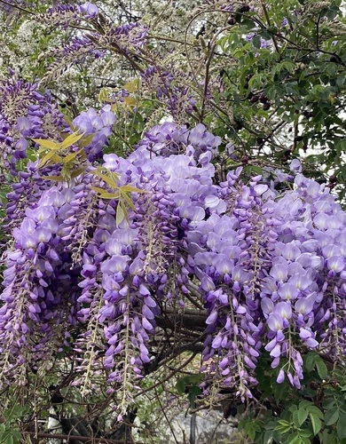 Chinese wisteria
