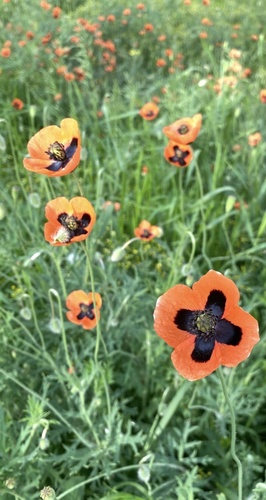 common poppy