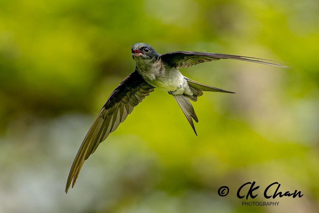 Gray-rumped Treeswift photo