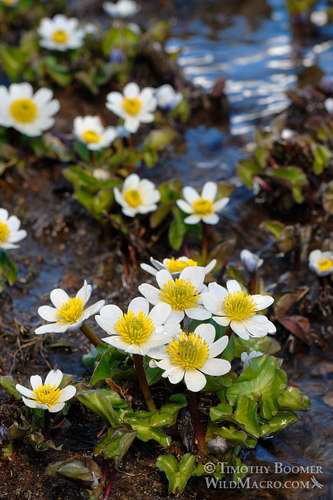 Caltha leptosepala