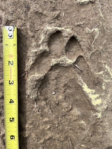 Mountain Lion Tracks – NatureTracking