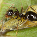False Honeypot Ants - Photo (c) gernotkunz, all rights reserved, uploaded by gernotkunz