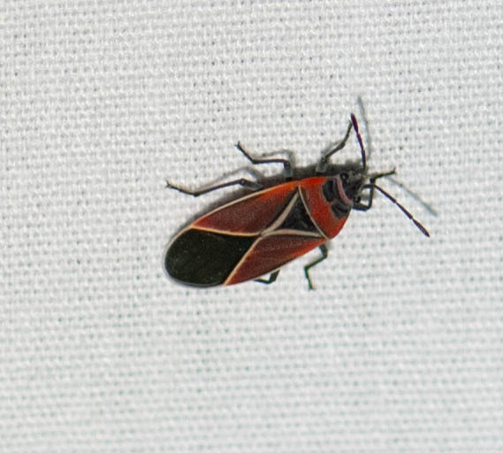 White-crossed Seed Bug from Caroline County, MD, USA on June 1, 2024 at ...