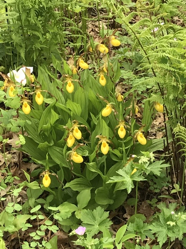 yellow lady's slipper