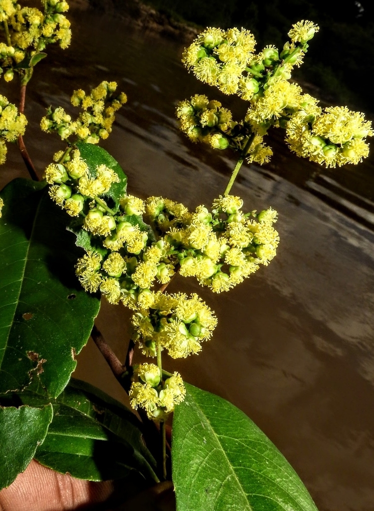 Banara guianensis from Rio Branco AC, Brasil on May 21, 2019 at 0648