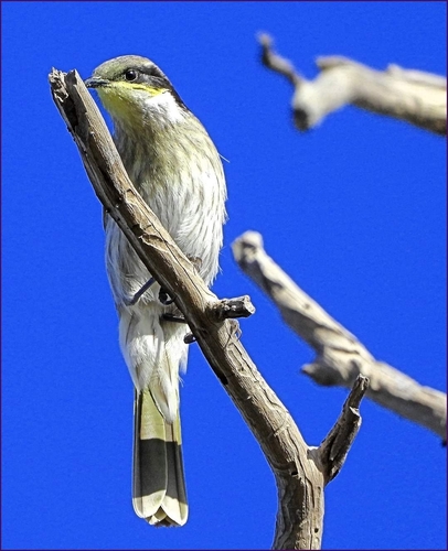 Singing Honeyeater