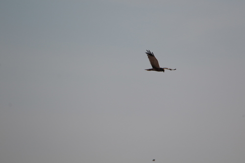 Western Marsh Harrier