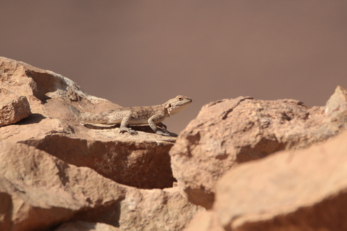 Bibron's Agama