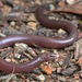 Punctate Worm-Skink - Photo (c) Tom Frisby, all rights reserved, uploaded by Tom Frisby