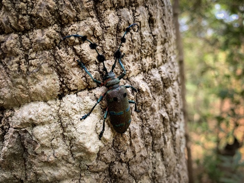 Fabulous Longhorn Beetle