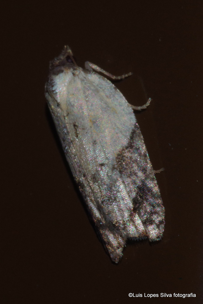 Garden Rose Tortrix From 8200 Albufeira, Portugal On June 16, 2024 At 