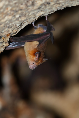 Maduran Roundleaf Bat (Hipposideros madurae) — Near Threatened Mammalia