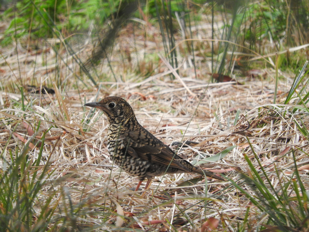 Bassian Thrush from Lilydale TAS 7268, Australia on June 16, 2024 at 03 ...