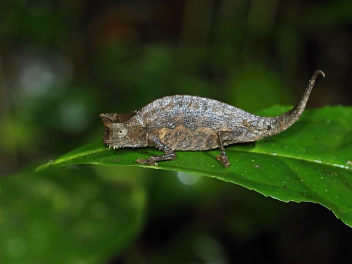 Brown Leaf Chameleon